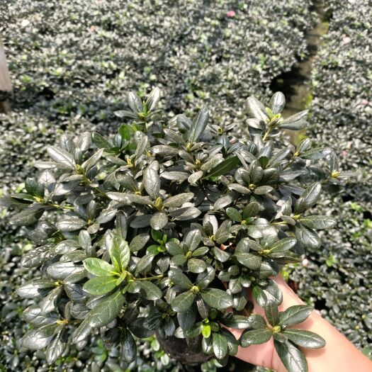 漳平市小桃红杜鹃花 0.5米以下 