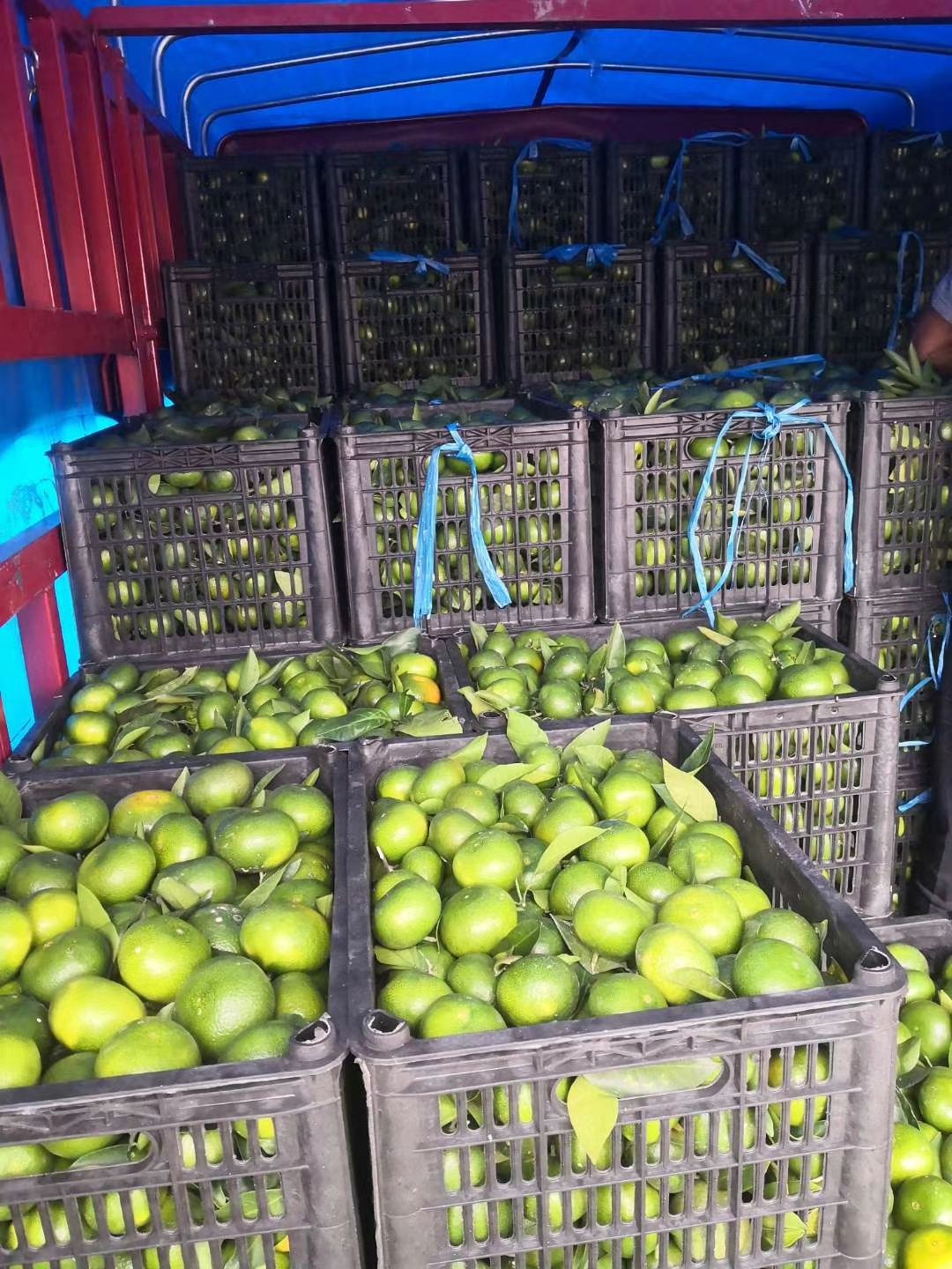 大分蜜桔 大丰，特早少量上市了。需要的话可以预订了