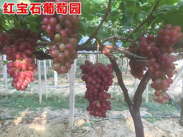 葡萄盆栽 葡萄树苗巨峰葡萄苗地栽盆栽庭院南北方种植