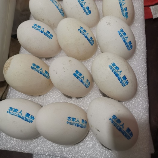 新密市鲜鹅蛋 食用 箱装 