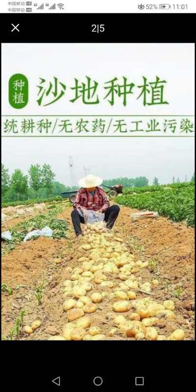 定边县土豆  马铃薯供应黄心226/V7希森6号/白心226 V8产地直供