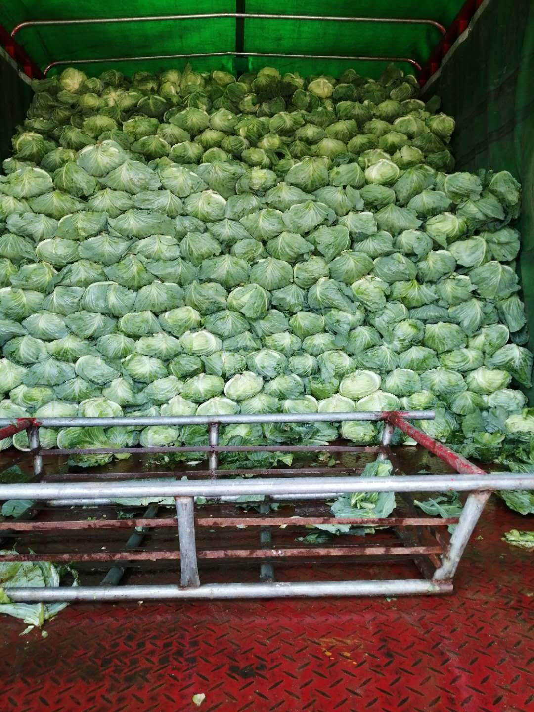 奥奇娜甘蓝 2.0~2.5斤 