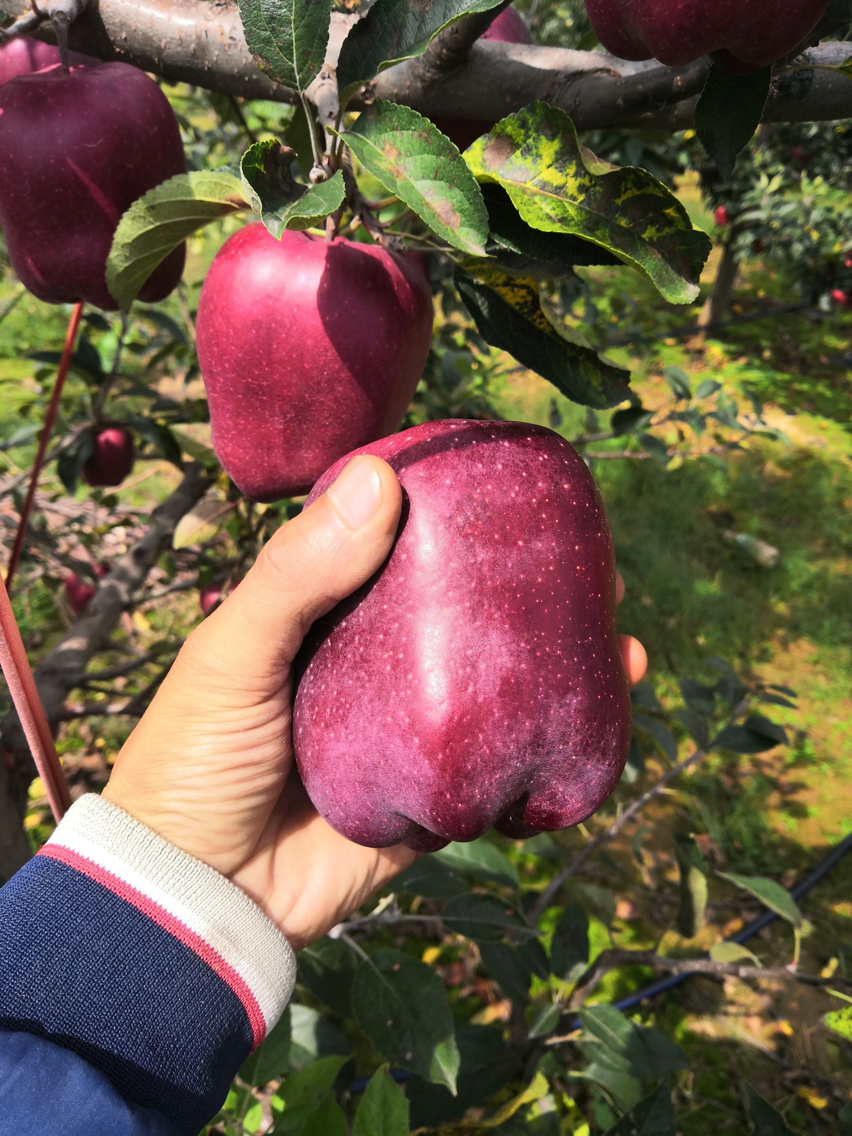 花牛苹果 75mm以上 条红 光果