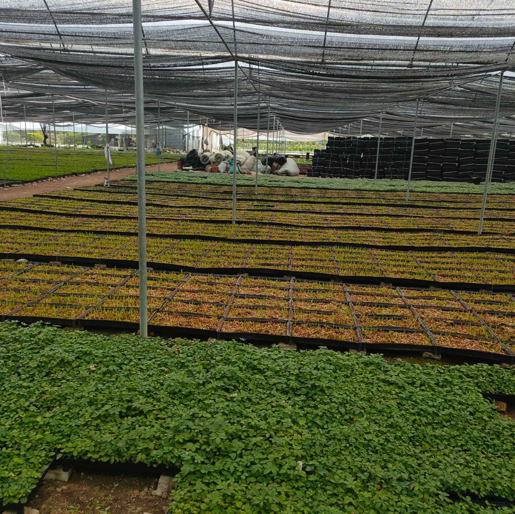 散尾葵苗室内观叶花卉盆栽绿植