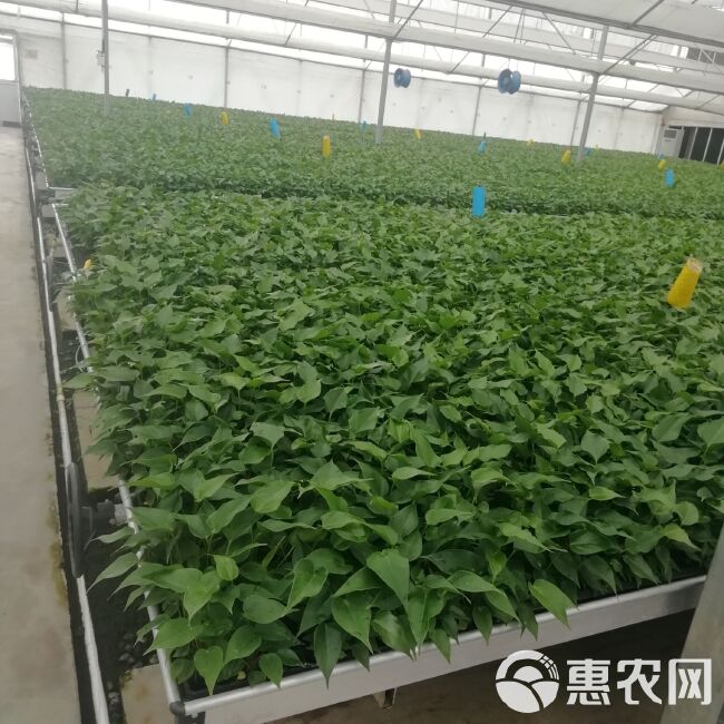 粉掌盆栽  粉掌组培穴盘苗批发 基地直销 质优价廉