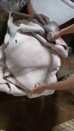 牛皮