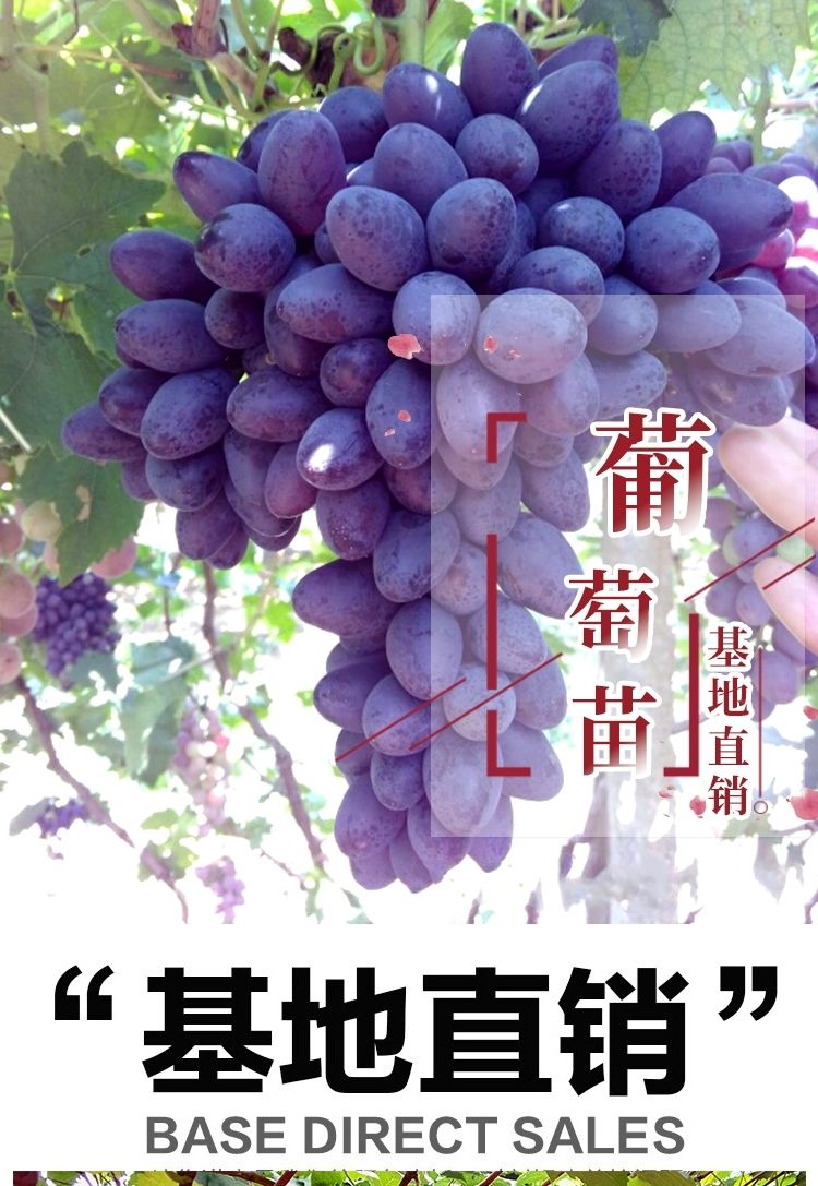 葡萄盆栽 葡萄树苗巨峰葡萄苗地栽盆栽庭院南北方种植