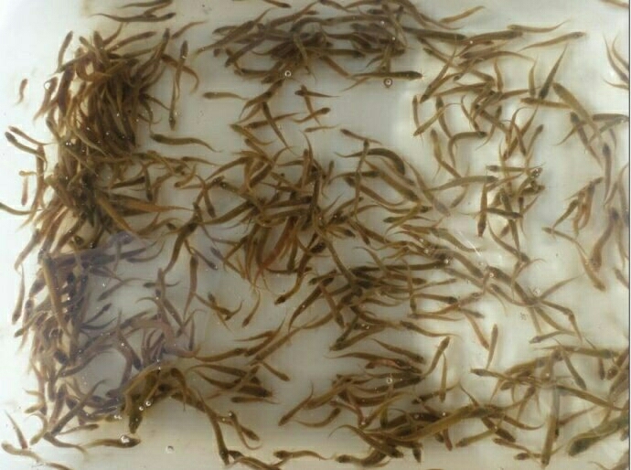 江门泥鳅 人工养殖 3cm以下 45尾/公斤