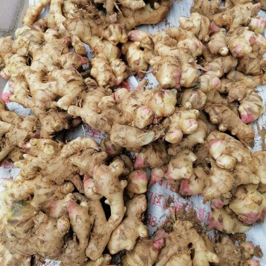 百色老姜 4~6两 带土 