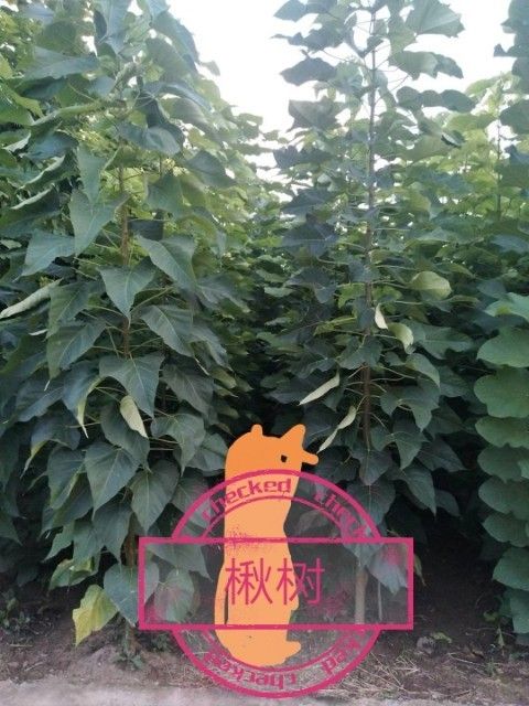金丝楸 楸树3公分以上各种规格，五角枫，白蜡
