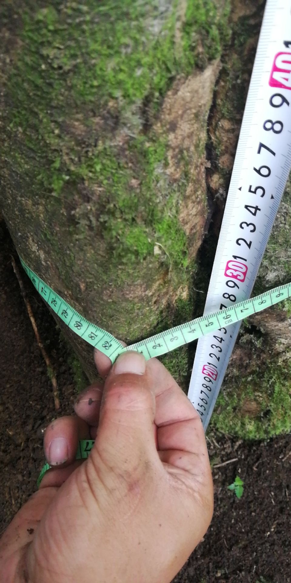 山茶花 140cm以上 