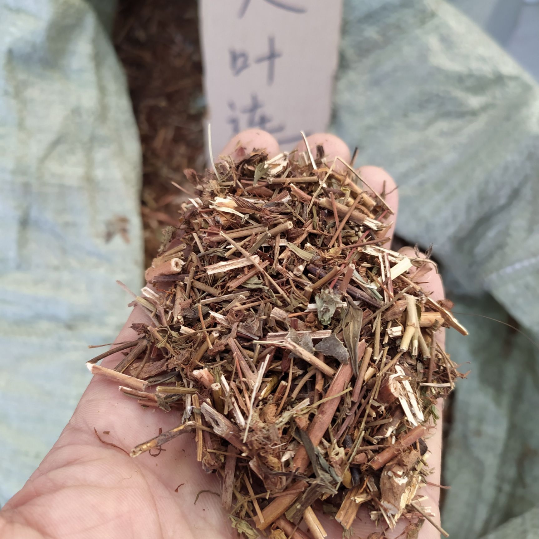 贯叶连翘
