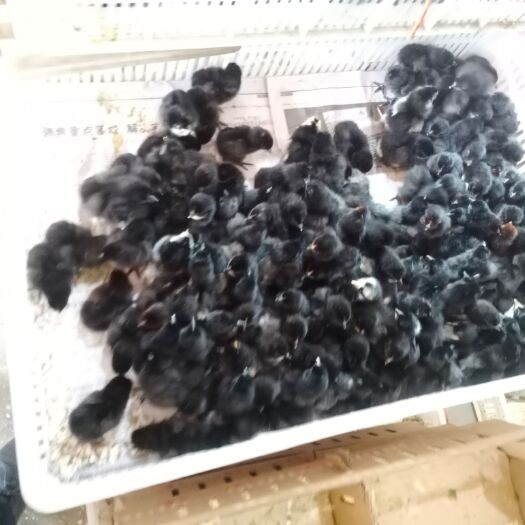 宜宾专业孵化乌皮土鸡苗 乌皮麻鸡苗 青脚麻鸡苗 快大黑乌鸡苗