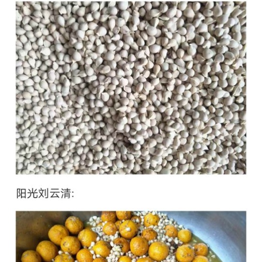 资阳四川资阳小叶软枝香橙种子
