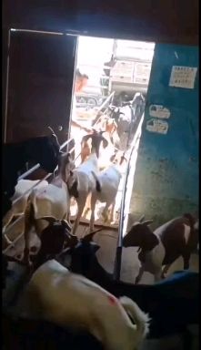 波尔山羊头胎怀孕母羊，波尔山羊种公羊