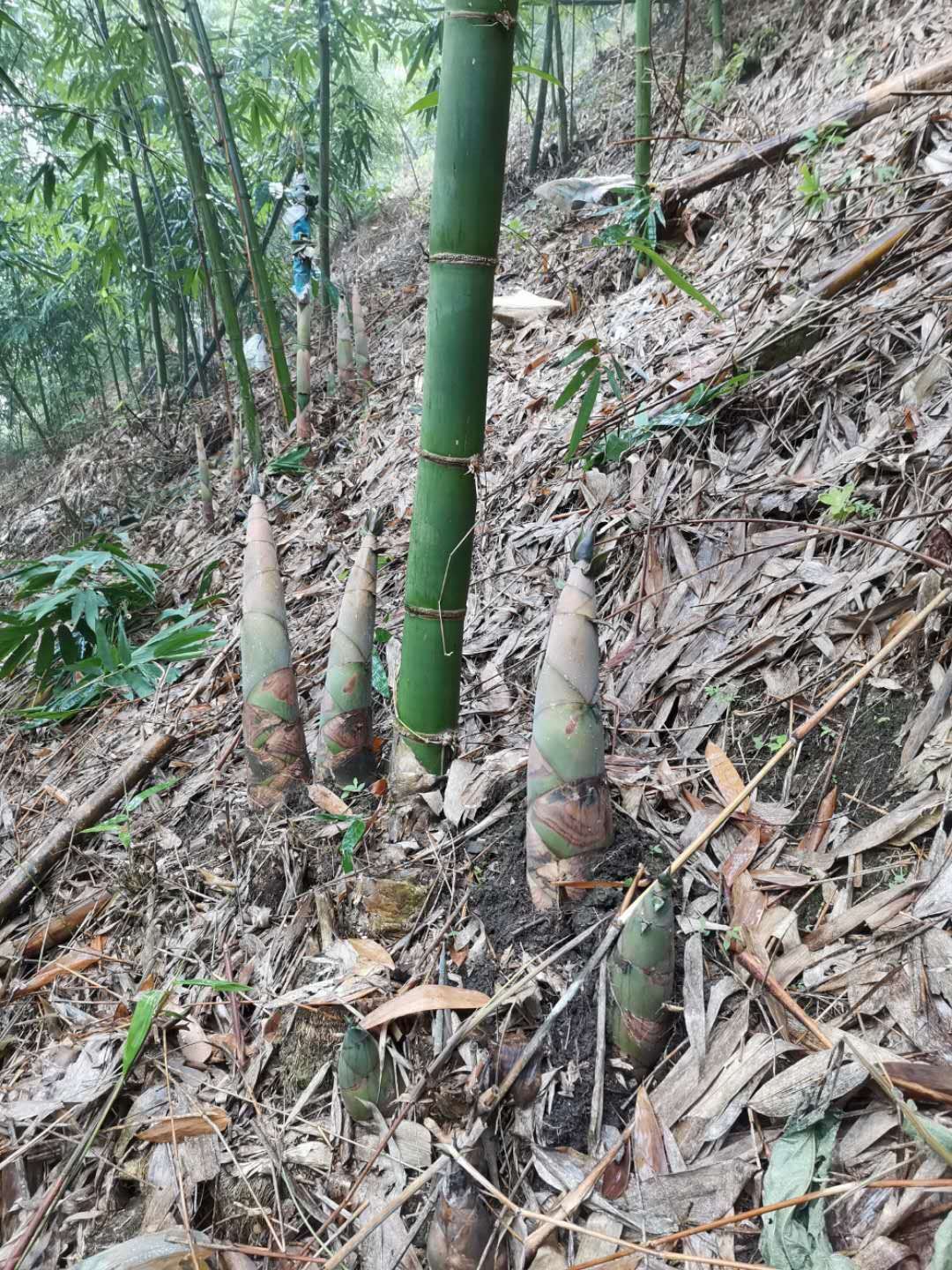 大量酸筍供應(yīng)，品質(zhì)好，價格好商量，非誠勿擾！