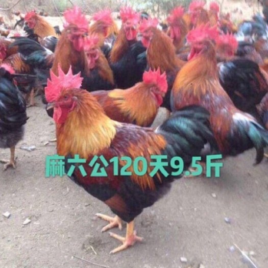 广州快大黄鸡苗  温氏快大型麻鸡，老麻6（公母苗）