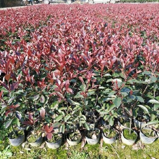 泰安红叶石楠
  红火焰石楠苗 红叶石楠球 独干石楠球 丛生