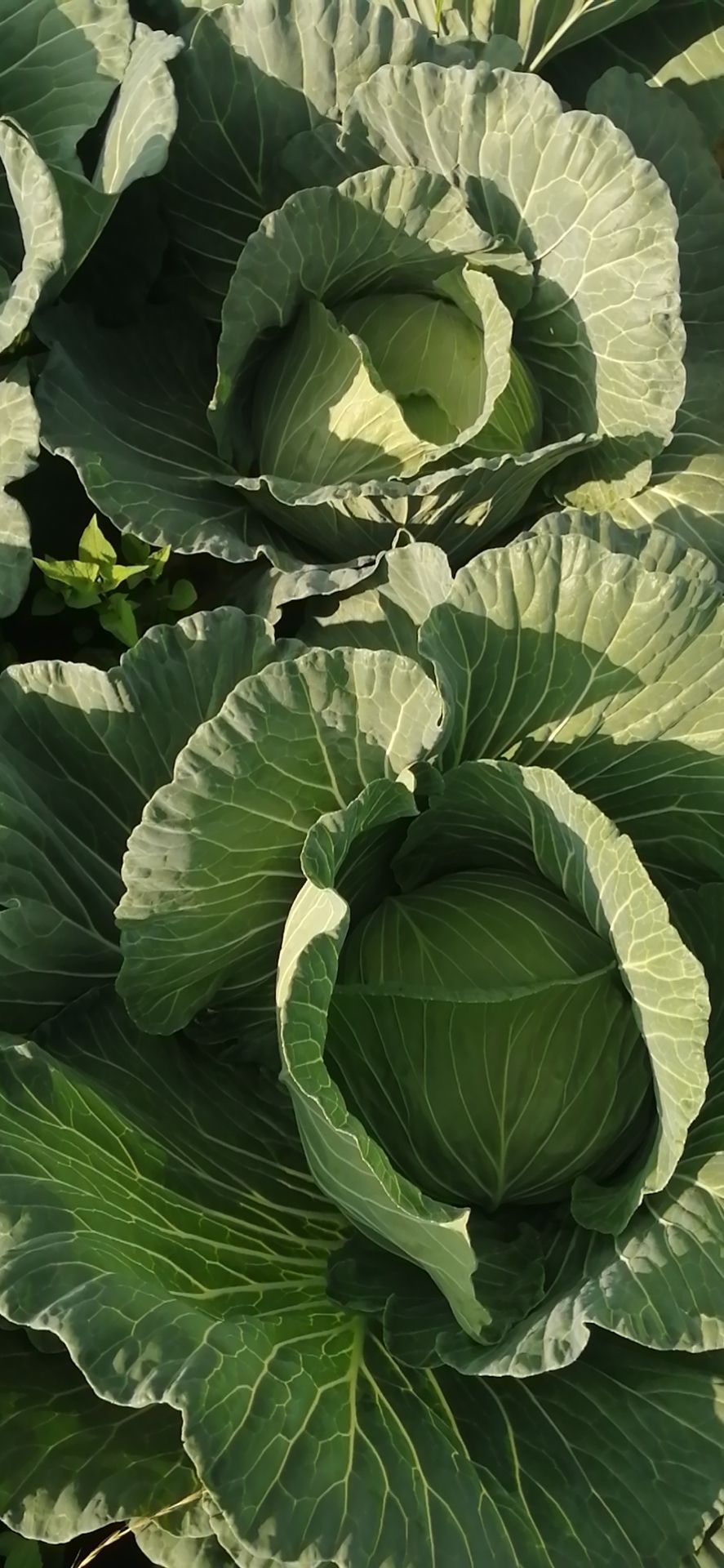 莲花白包菜 甜脆平包莲花白