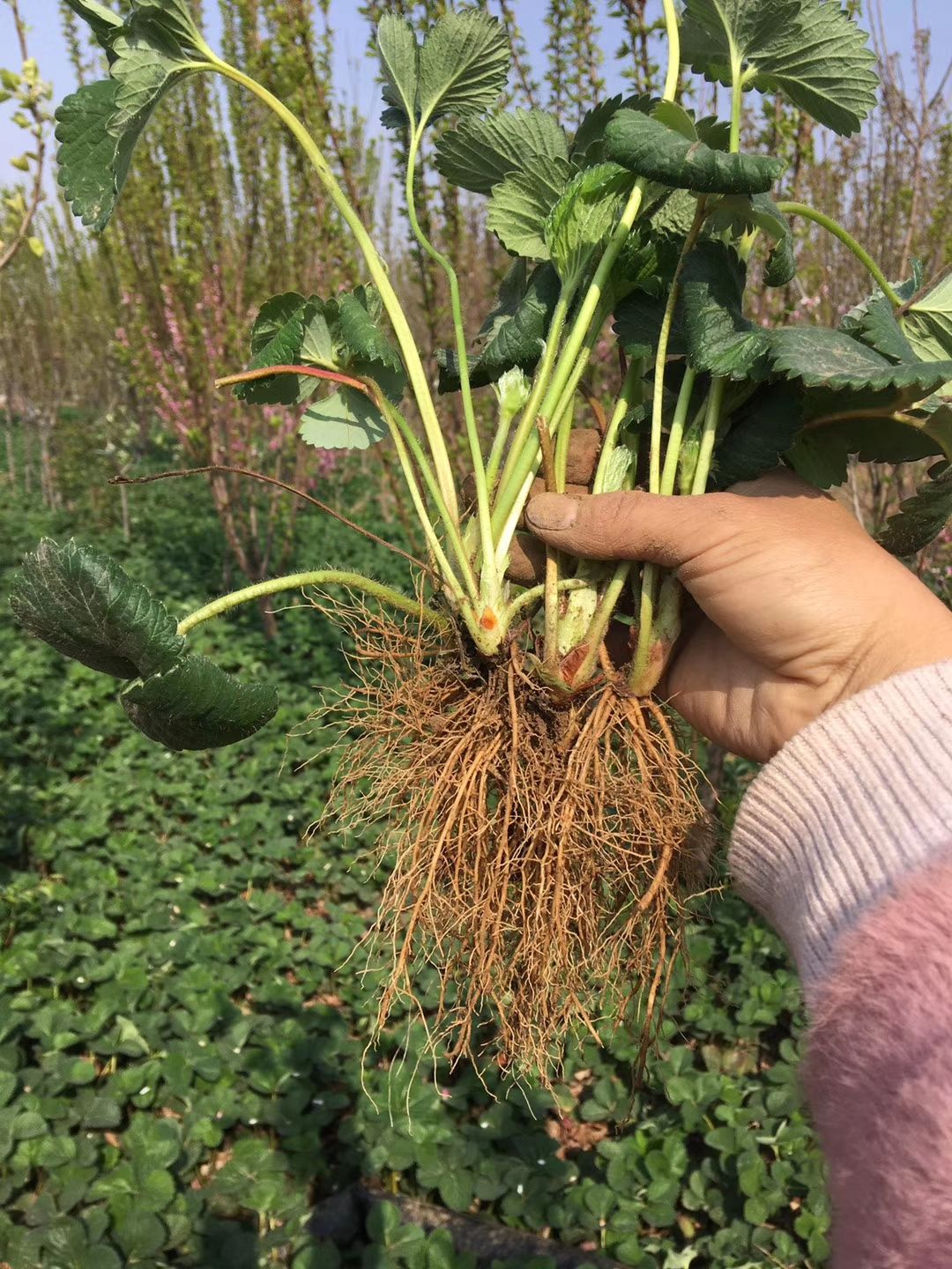 佐贺清香草莓苗  现挖草莓苗，根系发达成活率高，品种越秀、随株，宁玉等