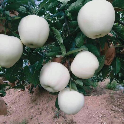 绥中县金帅苹果