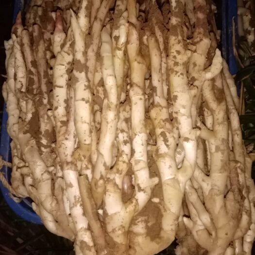 重庆市仔姜 鲜嫩洞子姜