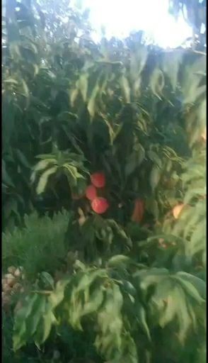 威县秋蜜桃 千亩桃园基地上市中，秋田桃离核的