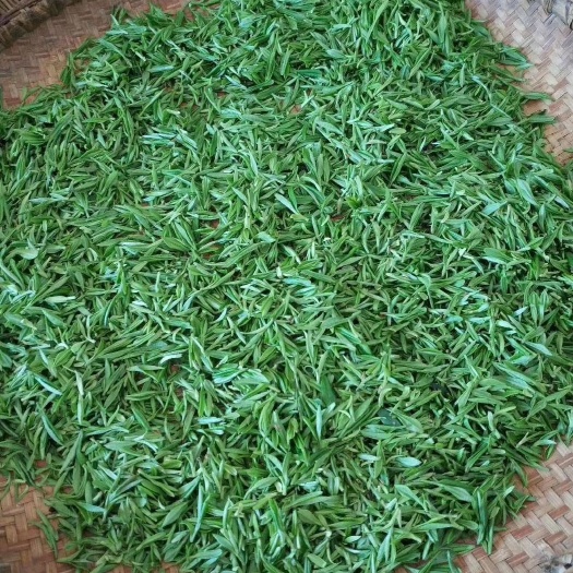 麻城市高山绿茶 山茶绿茶