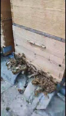 项城市 农家自产自销纯土蜂蜜，放心食用！最好的，剂，