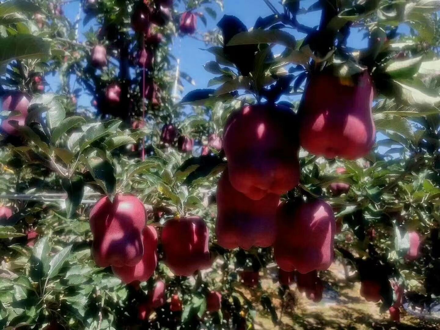 花牛苹果 花牛，脆，甜，汁满