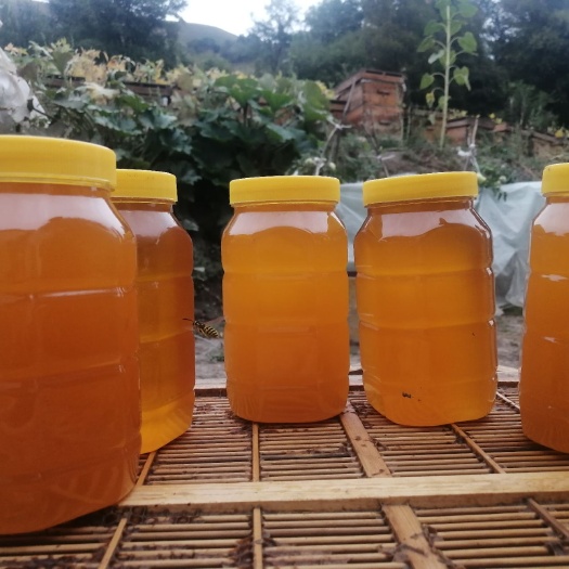 巩留县百花蜜 来自世界自然保护区巩留库尔德宁的山花蜜，树上干杏杏干！