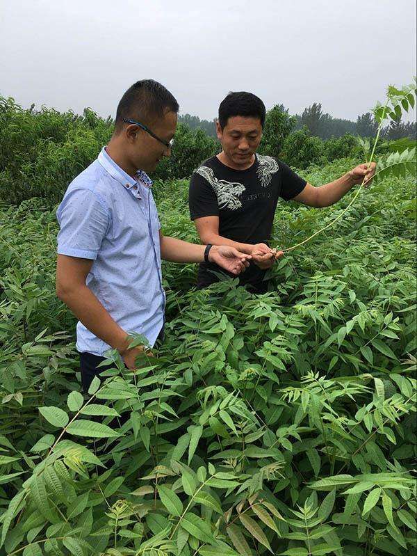 红油6号香椿苗  香椿苗红油绿油 油6号各种规格香椿树苗