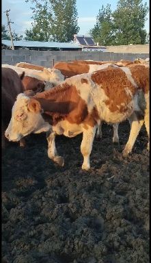 牛西门塔尔肉牛犊利木赞肉牛犊出售，质量好价格低免费送货上门