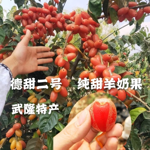 重庆市羊奶果苗  嫁接德甜二号纯甜羊奶果 当年结果