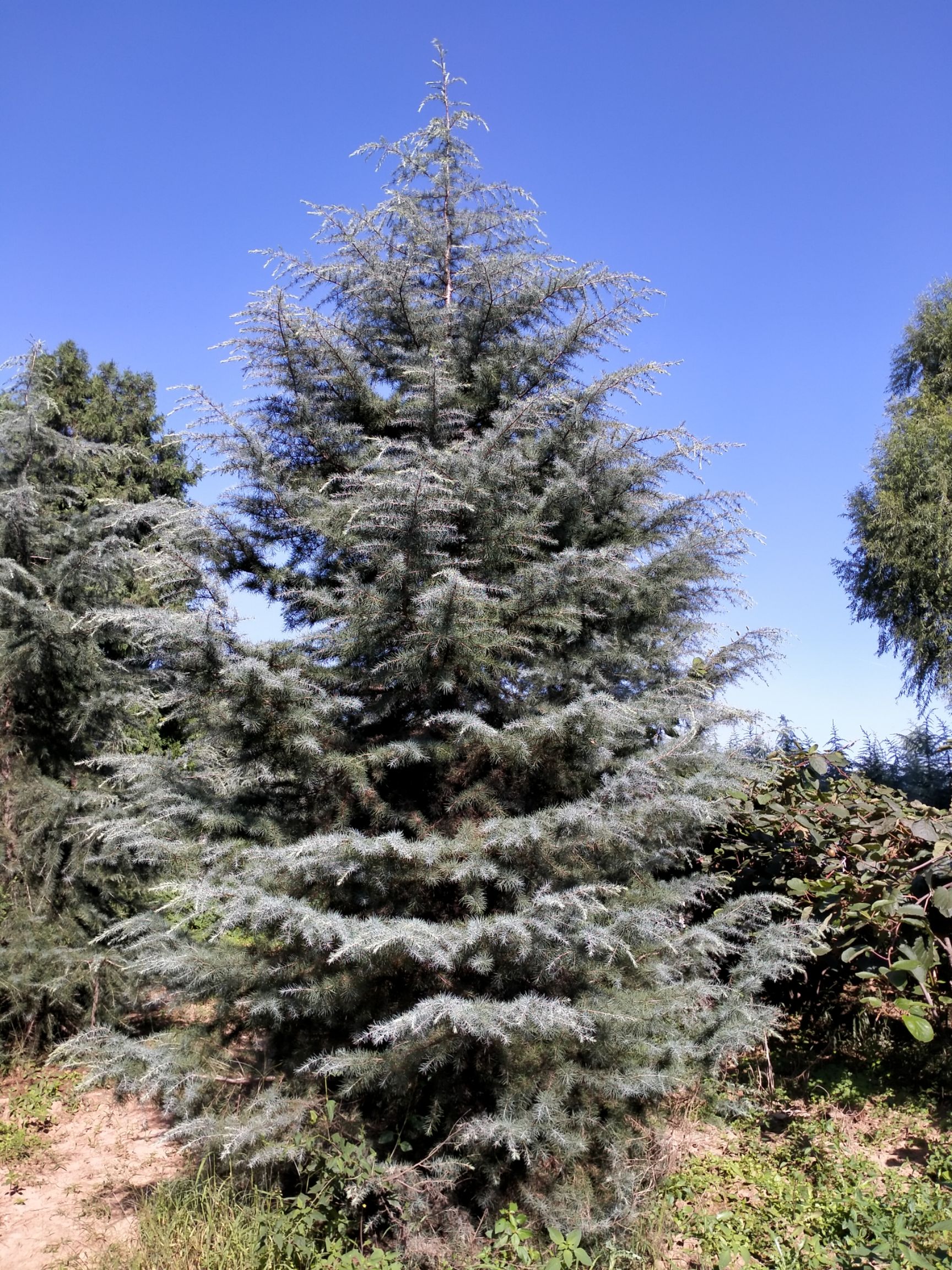 出售6米雪松 低价 品质保证 货源陕西 欢迎实地参观