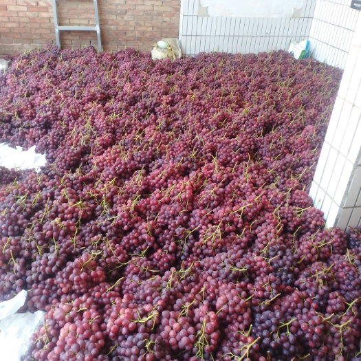 大荔县 陕西红提葡萄大量供应红提葡萄价格，红提葡萄基地直供