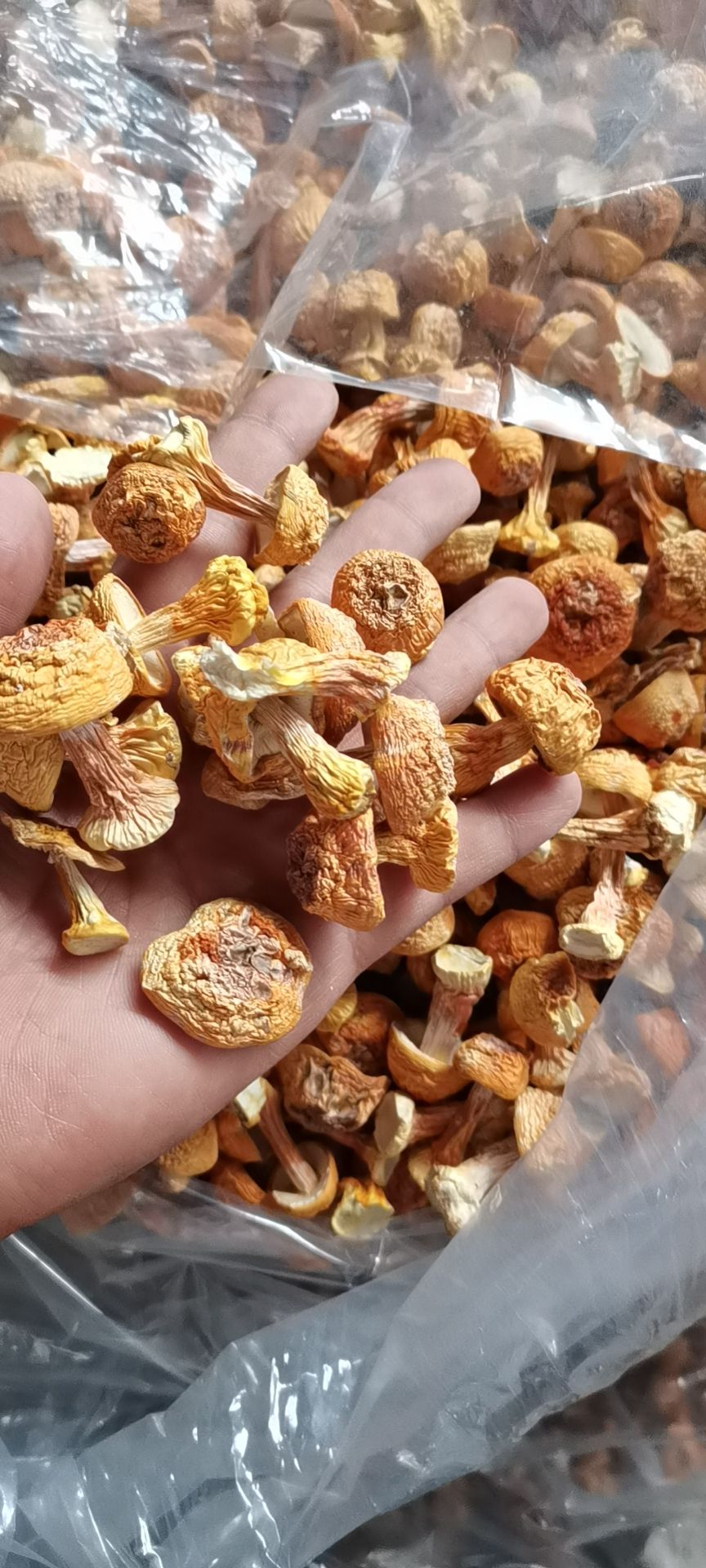 姬松茸，产地直供