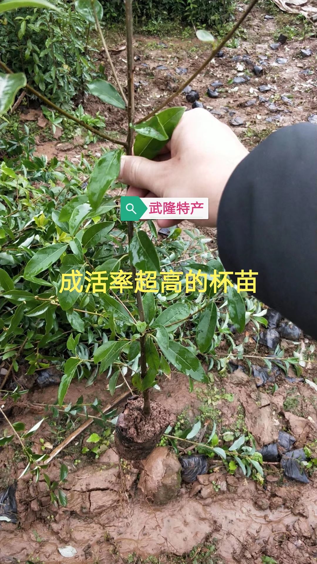 老鹰茶苗  四川老鹰茶树苗 老荫茶 红茶树苗 白茶树苗