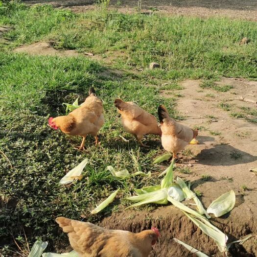 铜陵 生态散养土鸡