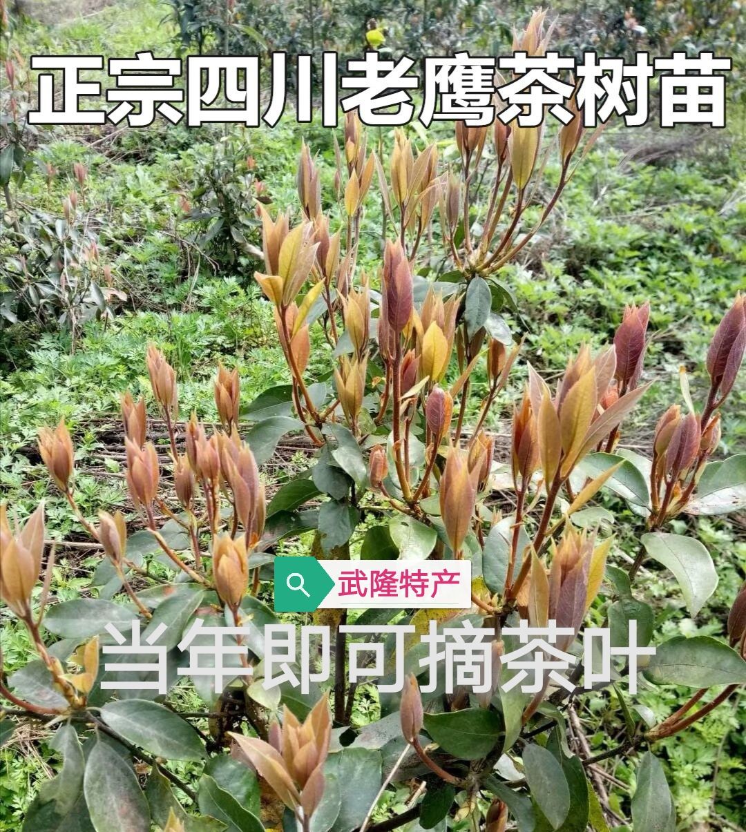 老鹰茶苗  四川老鹰茶树苗 老荫茶 红茶树苗 白茶树苗