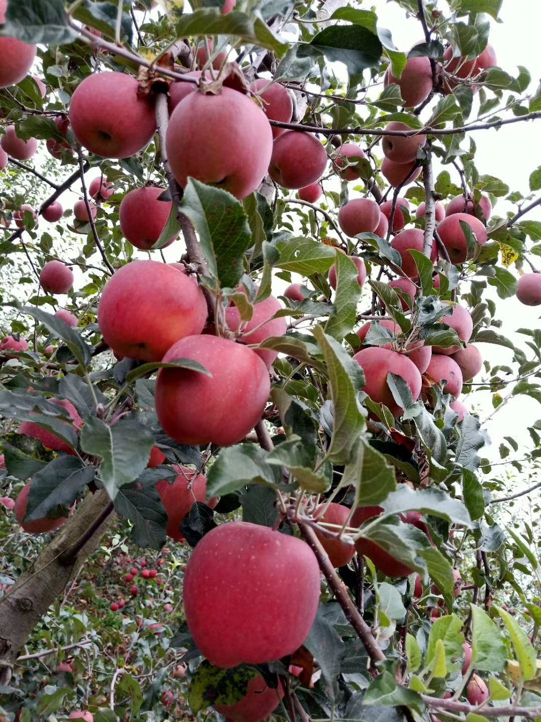 冰糖心苹果  云南昭通冰糖心丑苹果