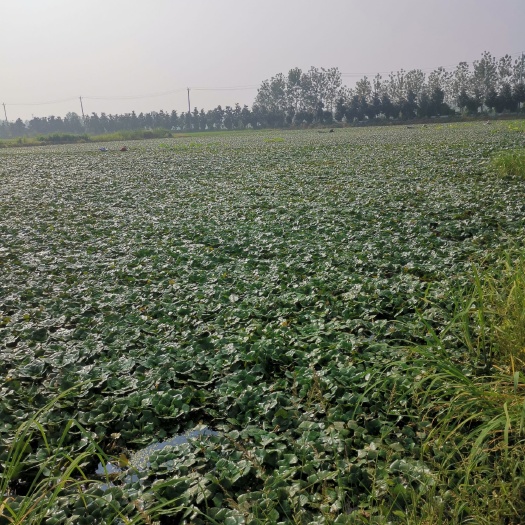 武汉水产养殖用地 水生蔬菜基地