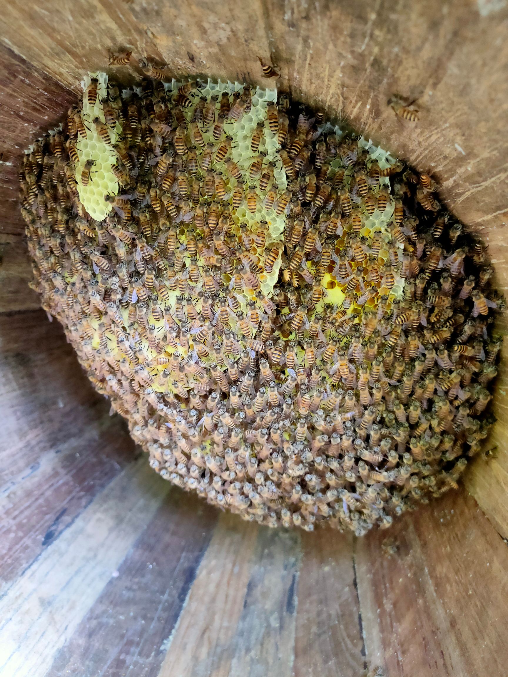 土蜂蜜  五倍子蜂蜜