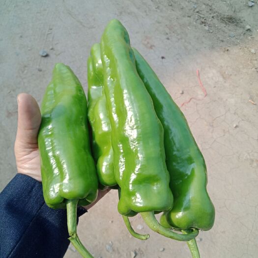 沂南县301辣椒  鲜辣椒