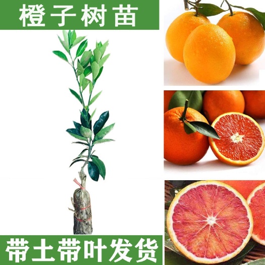 灵山县红江橙苗 红心橙苗又名红江橙正品嫁接苗，种植
第二年结果