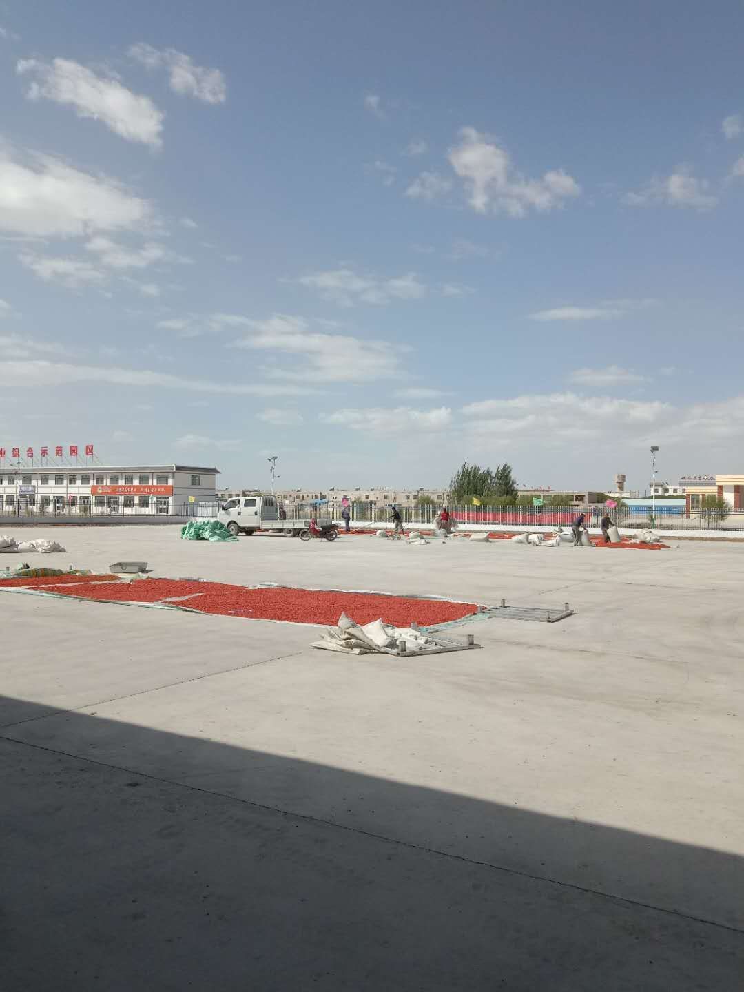 宁夏枸杞 瓜州枸杞统货批发，可根据客户要求烘干，色选，按客户要求做货。