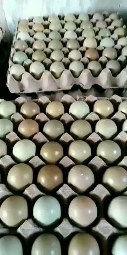 七彩山鸡蛋，营养比普通鸡蛋钙含量高四倍，有老人小孩的主食