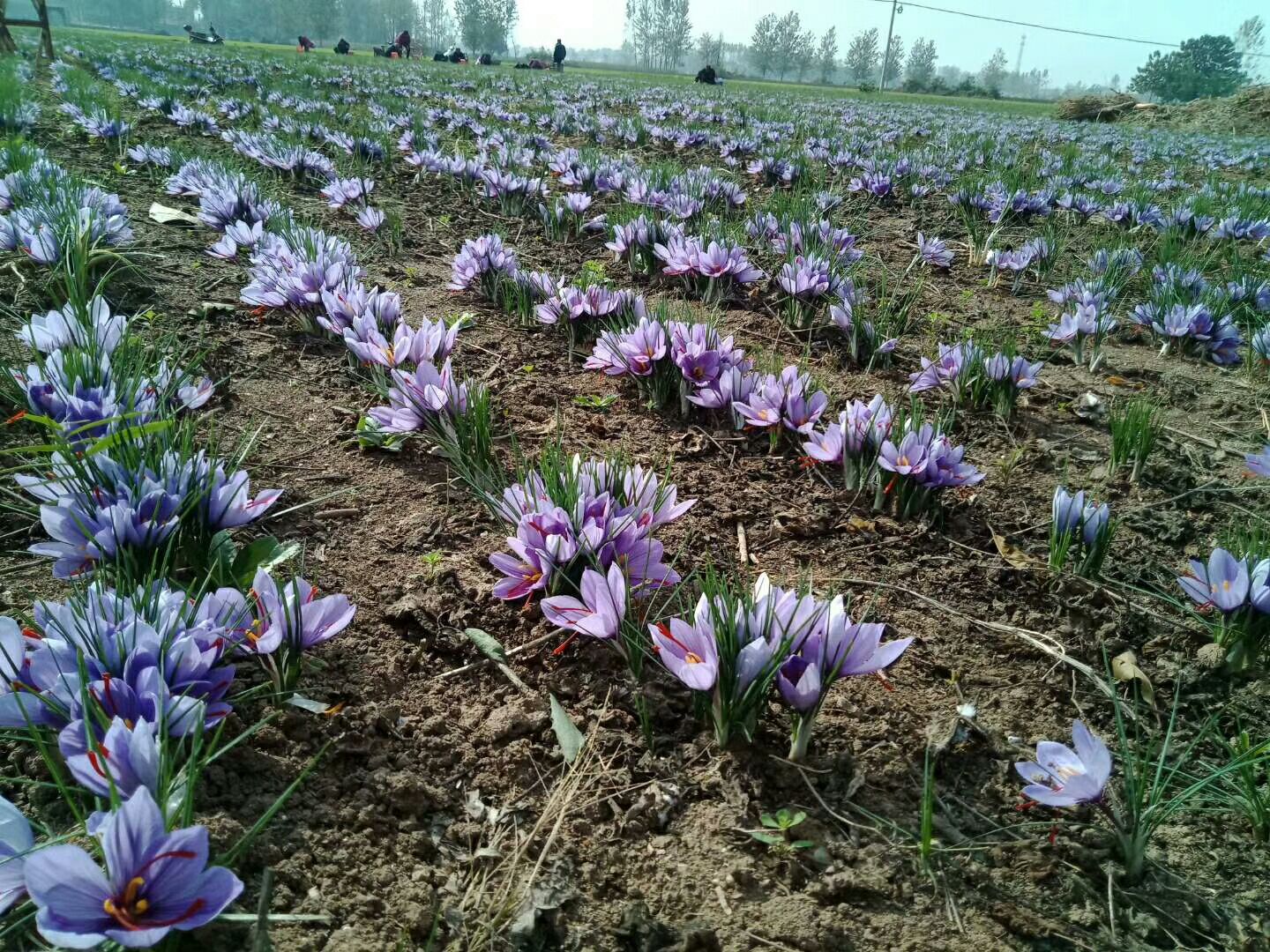 藏红花种球手选小号6元中号8元大号10元特大号15/斤