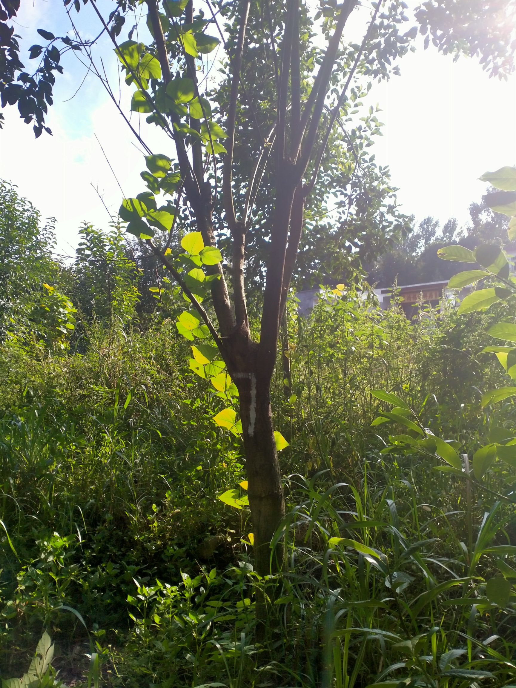 15公分大叶女贞