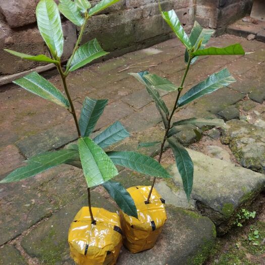 柳州见血封喉 箭毒木 加布木 毒箭木非美登木
